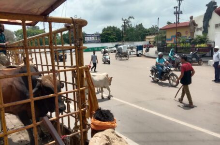 निगम दुर्ग क्षेत्र में घूमने वाले आवारा मवेशियों की हुई धरपकड़